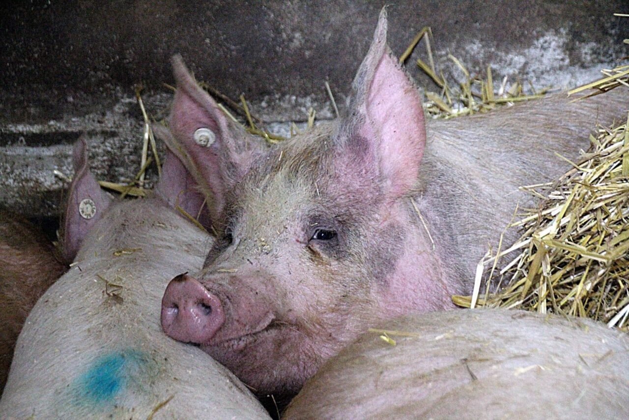 Saved from Squalor: The Rescue of Nine Pigs from Neglect » Wild at Life