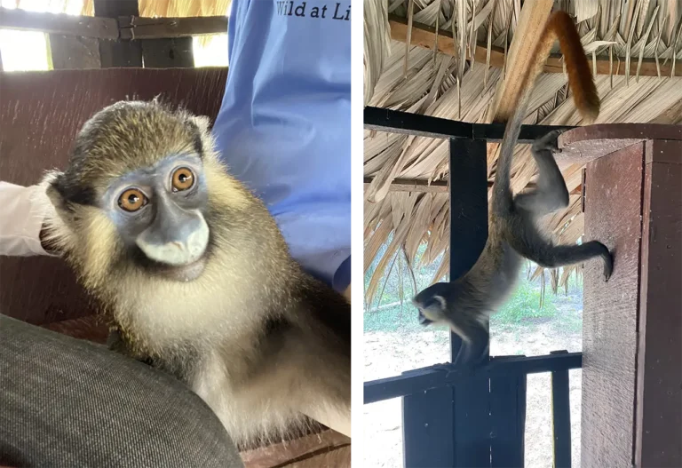 Kuxie is a Moustached Guenon and yet another victim of the notorious wildlife trade